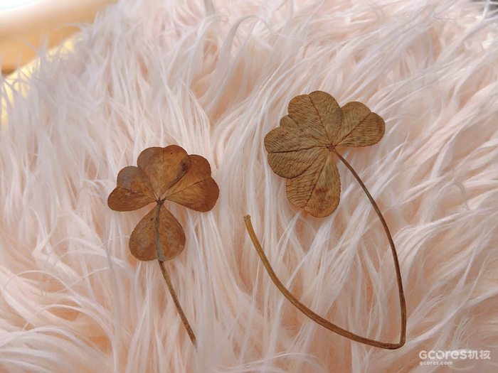 《哈利·波特》系列中的神秘植物考(四)(D系列) 《哈利·波特》系列中的神秘植物考(四)(D系列)