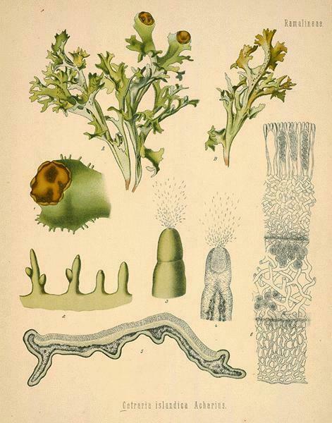 冰岛苔藓（Moss, Iceland）虽然名字是苔藓，但它其实是一种地衣
