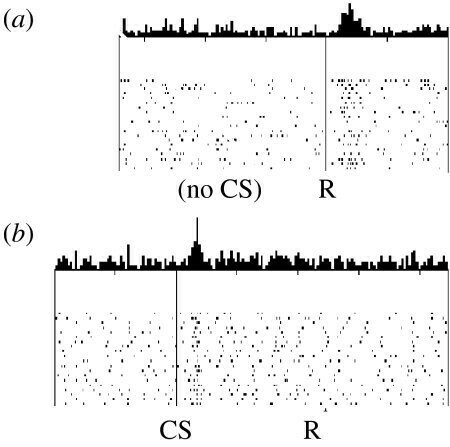 猴子也是如此。一项研究（Schultz et al., 1997）发现，猴子一旦知道信号灯闪烁后有果汁喝，在看到信号灯闪烁时多巴胺就会开始活跃，在喝到果汁时反而平静。图a：猴子第一次在信号灯闪烁后喝到果汁，多巴胺在喝到果汁时（R）开始活跃，这时猴子并不知道信号灯和果汁之间的关系；图b：猴子知道了信号灯和果汁之间的关系，此时多巴胺在看到信号灯闪烁时（CS）就开始活跃了，在喝到果汁时反而平静