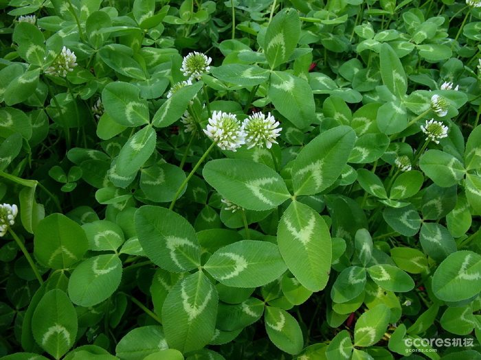 解读《王国之泪》的海利亚文字 解读《王国之泪》的海利亚文字