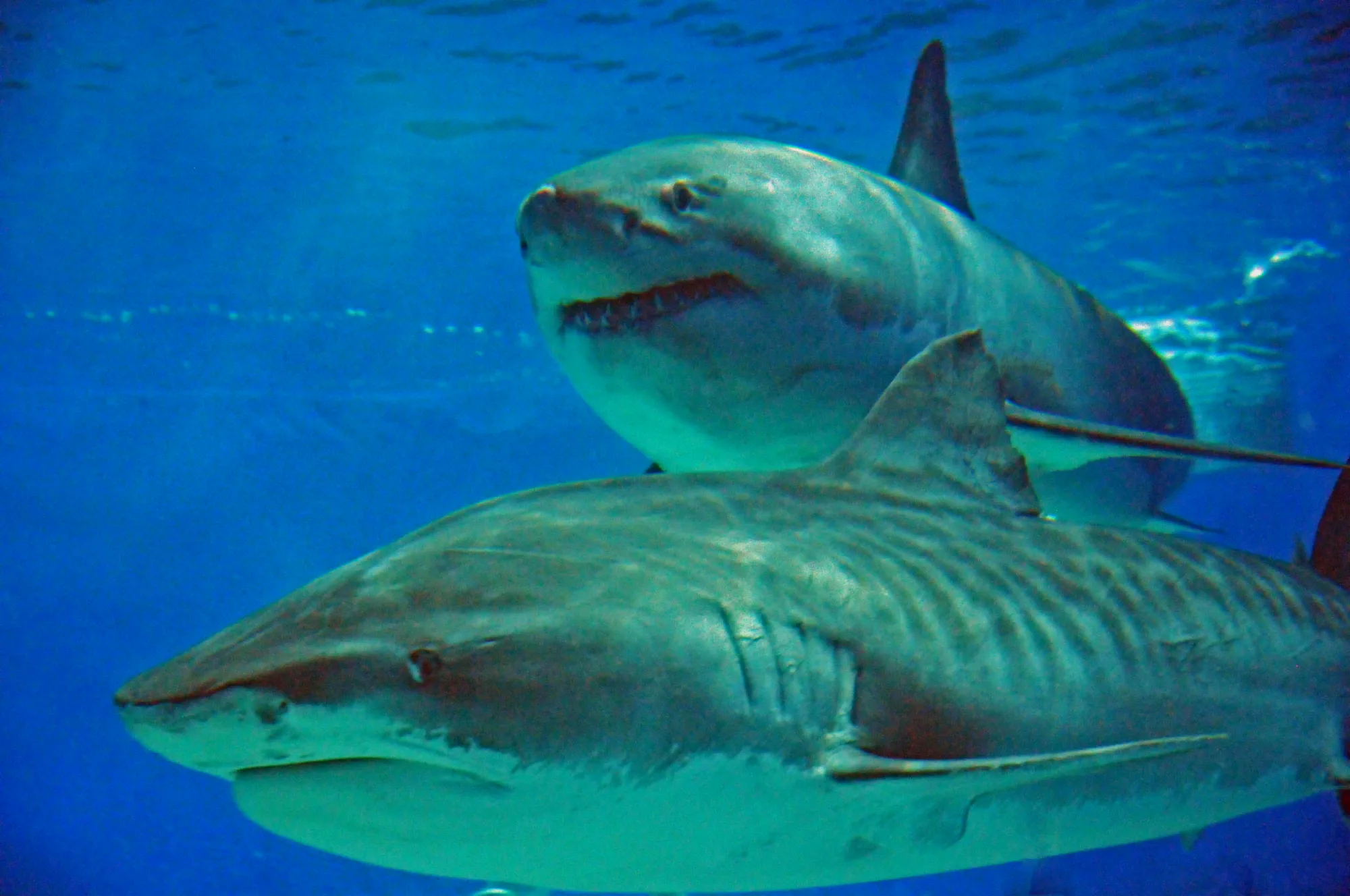 冲绳的大白鲨和鼬鲨，人工环境下无法吃到温血动物的肉也许是绝食的原因之一