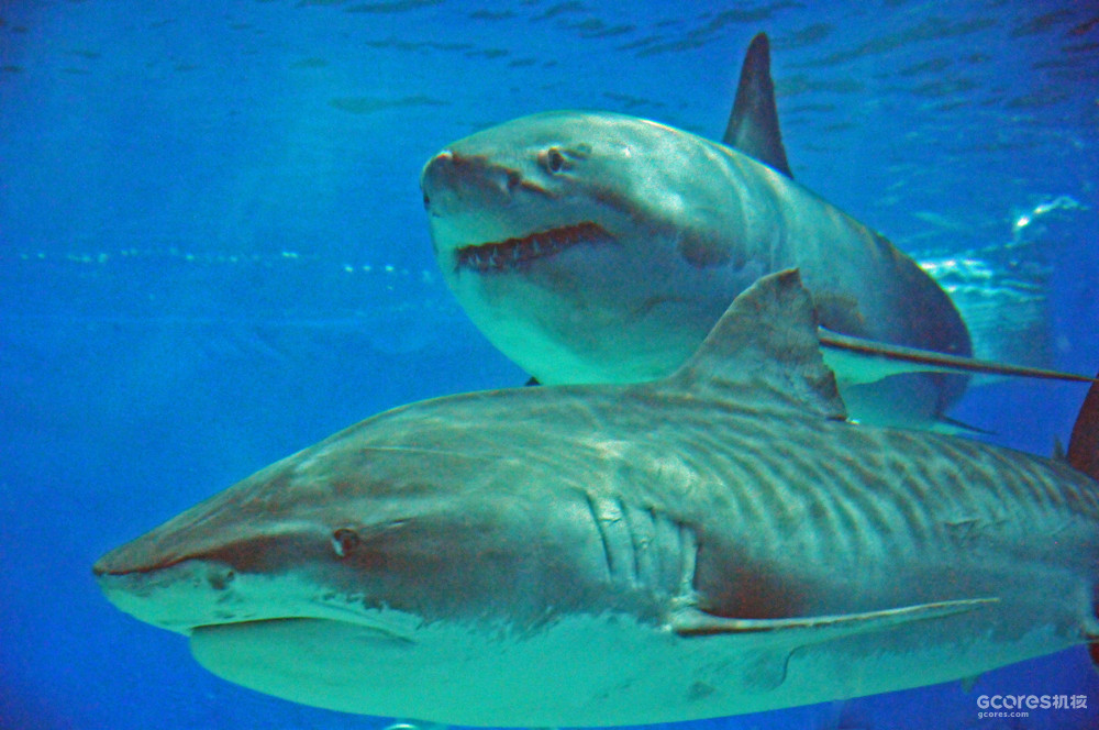 猛鲨进鱼缸:养鲨鱼和看鲨鱼的不完整指南 | 机核 gcores