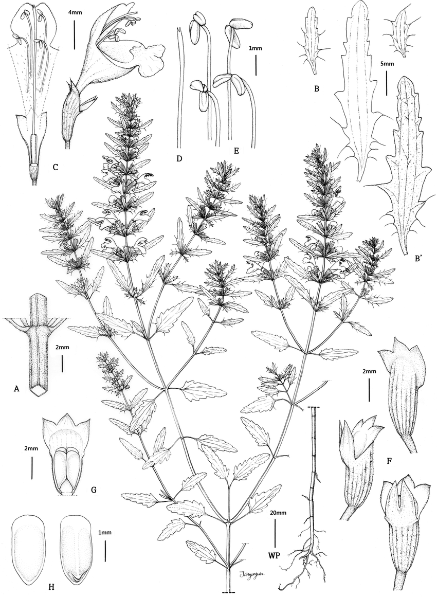 Dracocephalum moldavica with a flowering inflorescence and leaves on stem. A. Stem. B, B'. Leaf. C. Flower. D. Style. E. Stamen. F. Calyx. G. Calyx cross section. H. Seed.