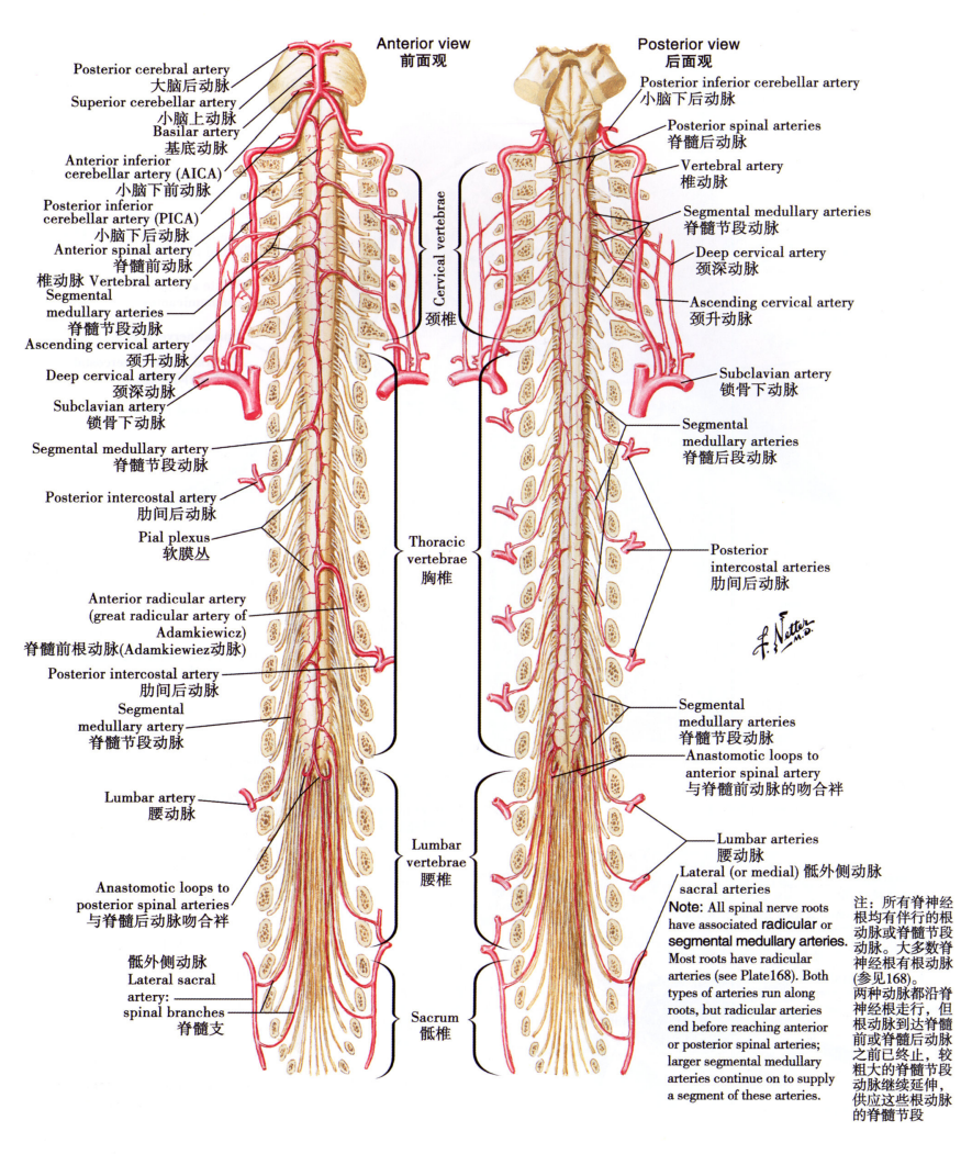 脊髓动脉示意图