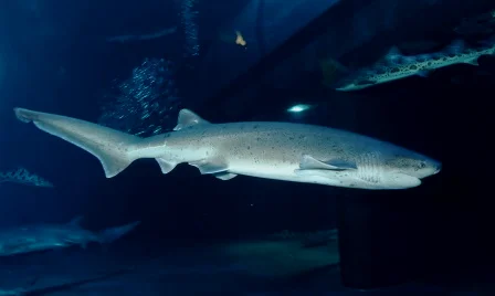 扁头七鳃鲨（Heptranchias perlo），寒冷浅海生活的鲨鱼，中国似乎有野生种群，此图拍摄于俄勒冈海洋馆