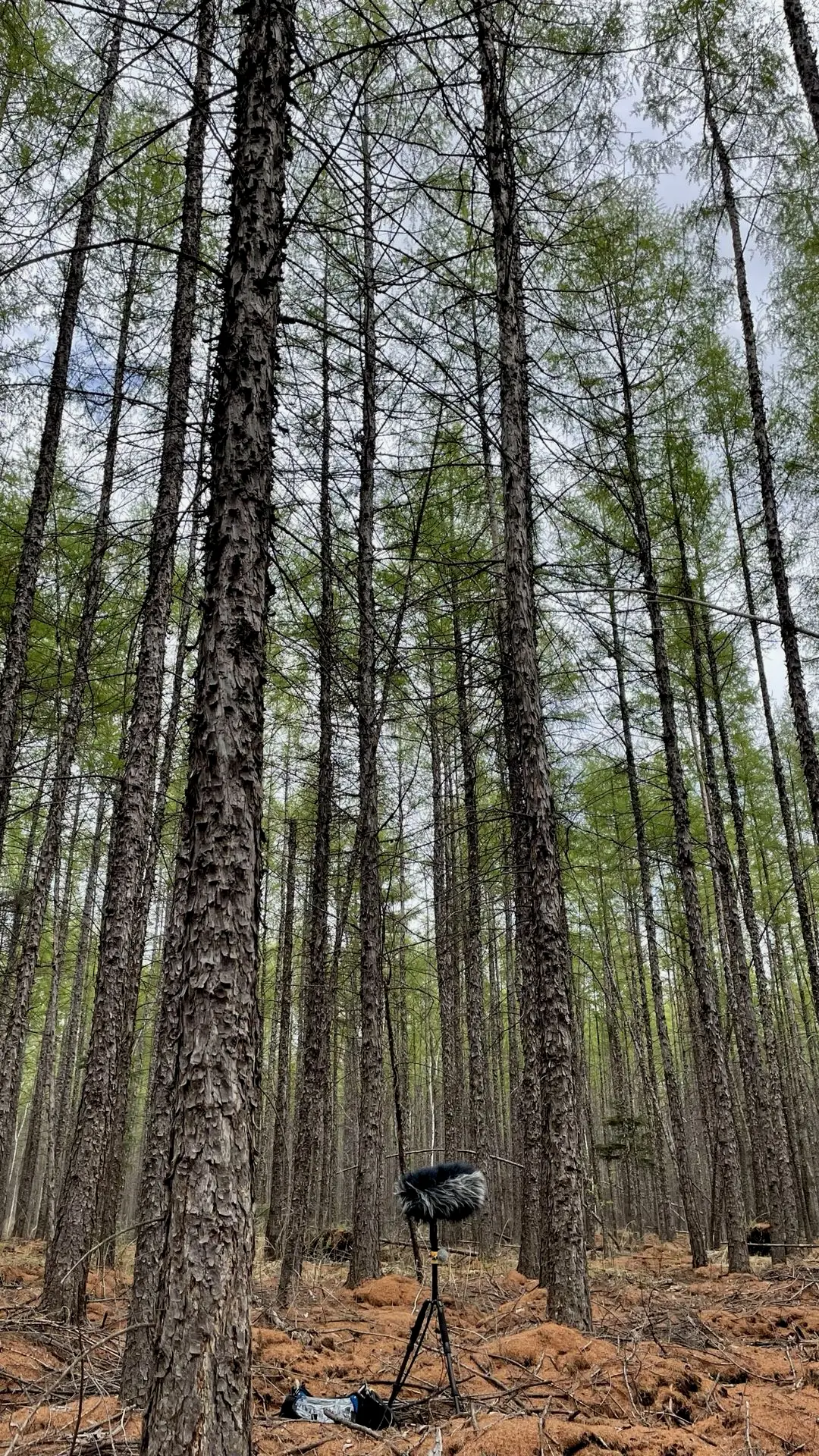 莫尔道嘎密林