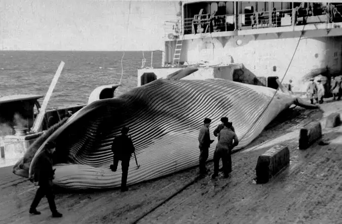 “苏维埃俄国”号的船员正在处理一头长须鲸