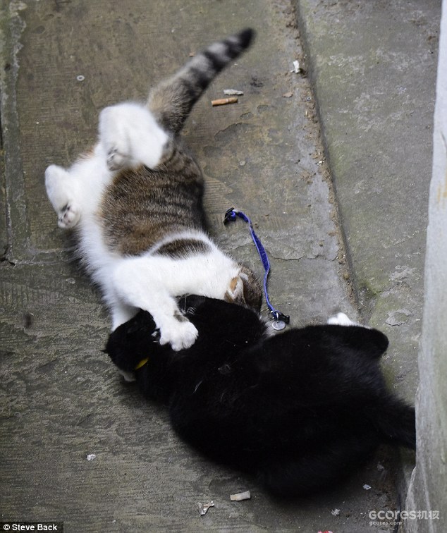译介丨猫朋友世界博览:英伦公务猫 -古典时期的先驱者-
-是,捕鼠大臣-
-进入互联网时代-
-英国第一公务猫拉里(Larry)-
-后来又如何-
-编后记-