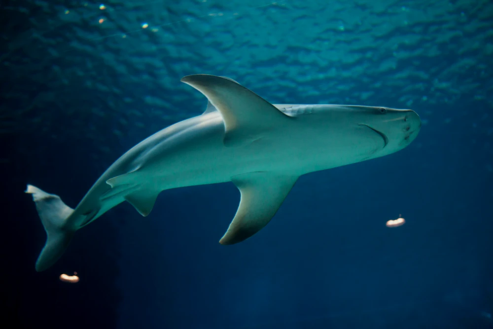 这就是雄性鲨鱼，它在腹鳍后侧有两个鳍脚