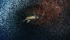 Diving in Maldives