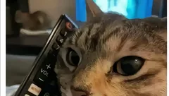 文