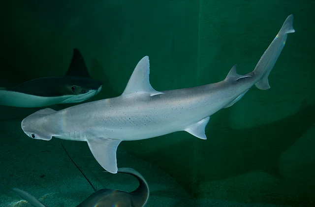 同样是国外常见国内没有的窄头双髻鲨（Sphyrna tiburo），唯一的孤雌性生殖鲨鱼