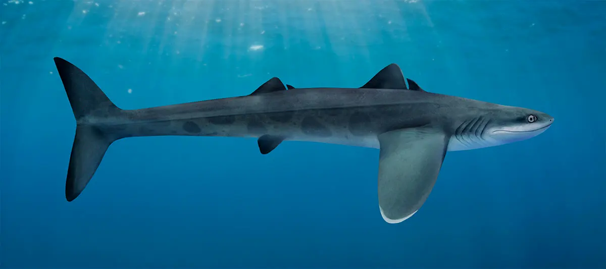 这是最早的鲨鱼之一，裂口鲨（Cladoselache sp.）。它的皮肤很光滑，和今天的鲨鱼相比差异很大，更像是从奇幻游戏中走出的怪物