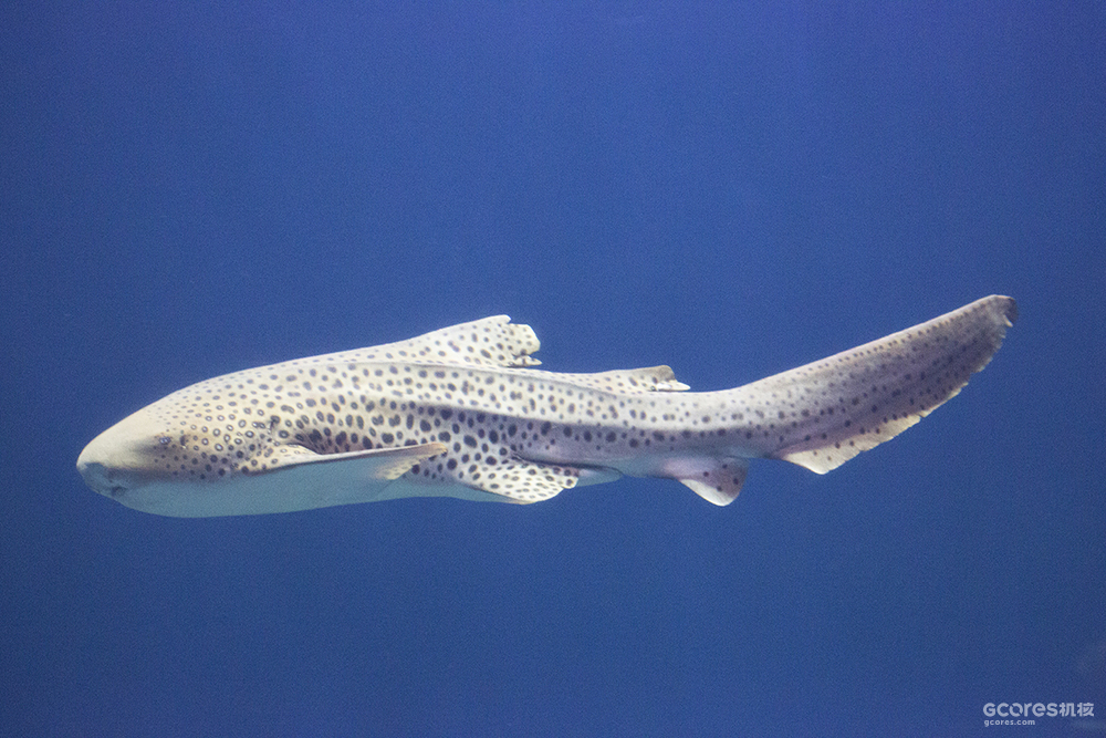豹纹鲨,很萌但是野外濒危了
