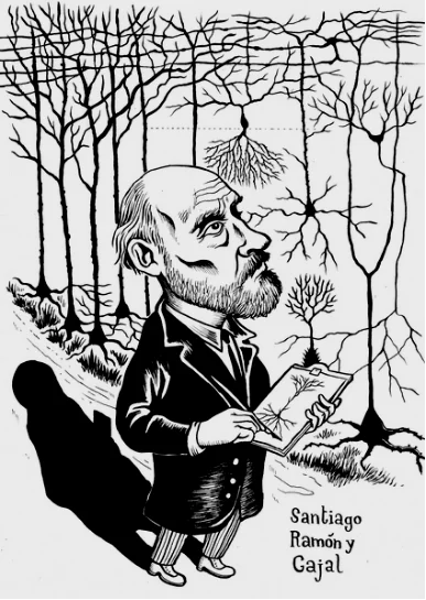 当年使用高尔基染色，提出现代神经元理论的神经科学大师卡哈尔（Santiago Ramón y Cajal）将自己观察到的结果绝望地称为“坚不可摧的丛林”。