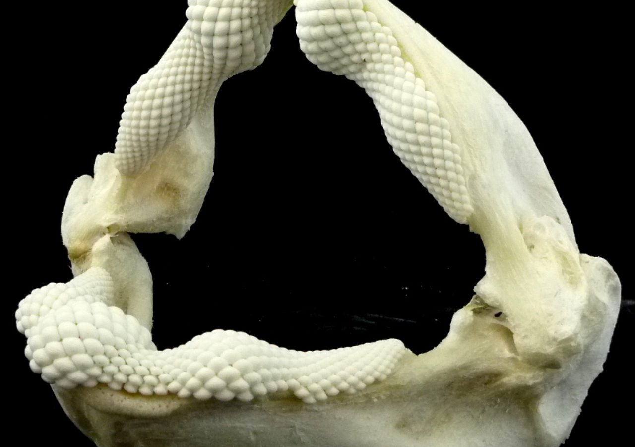 这是一条刺魟的牙齿，这种软骨鱼以甲壳动物为食，牙齿扁平，有点像游戏里的骨头牙齿