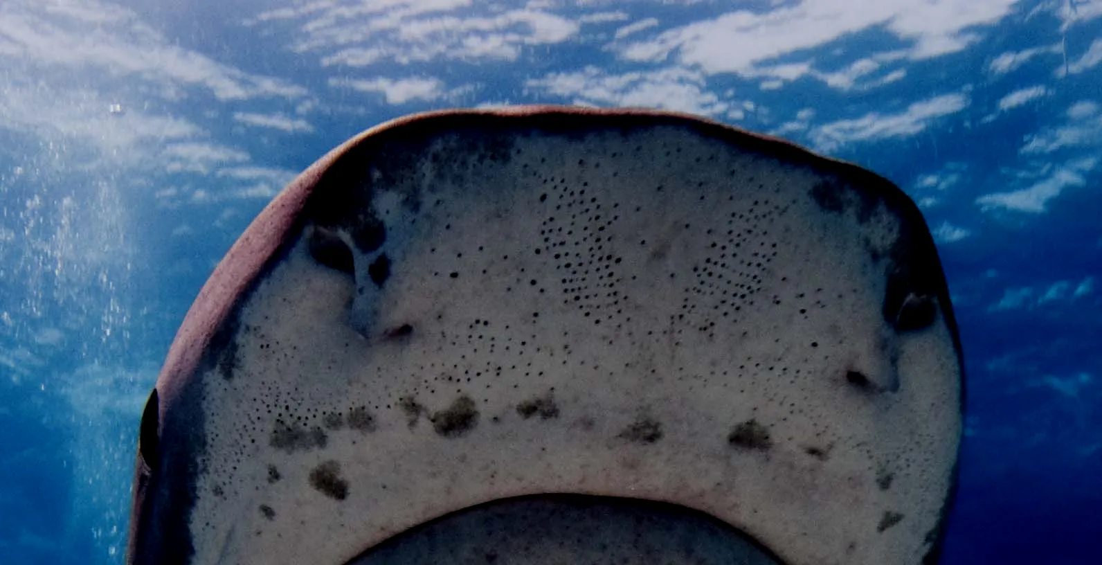 居氏鼬鲨（Galeocerdo cuvier）的洛伦兹氏壶腹和鼻孔