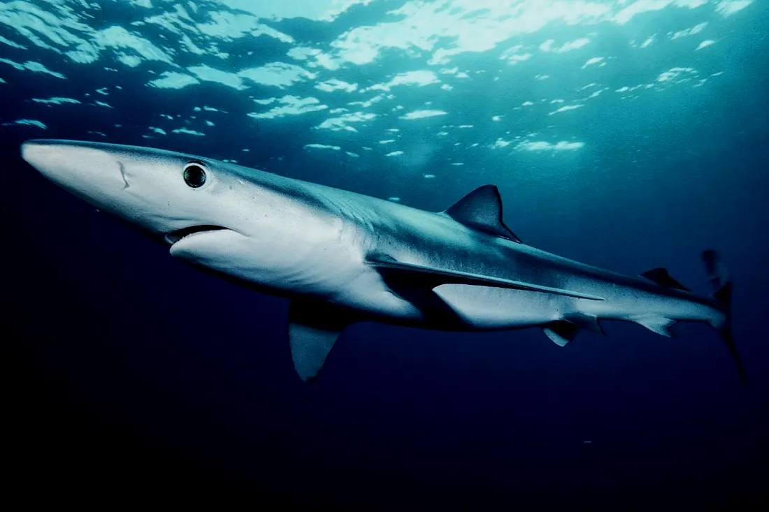 可爱的蓝鲨，但是很少能坚持养活，冲绳、蒙特雷和巴伦西亚都有不成功的养殖