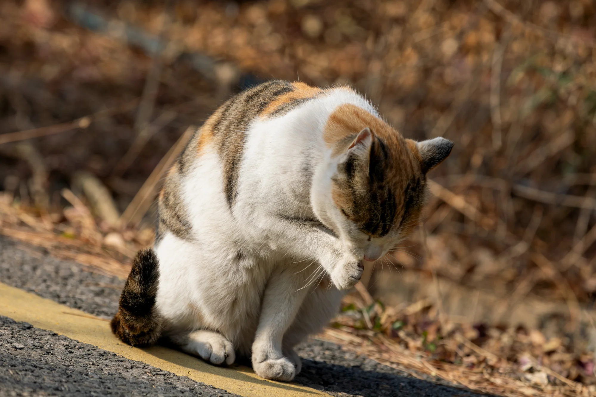喵