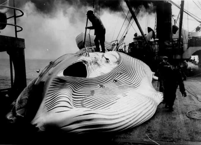 1958年，“”阿留申号的船员正在处理一头庞大的长须鲸