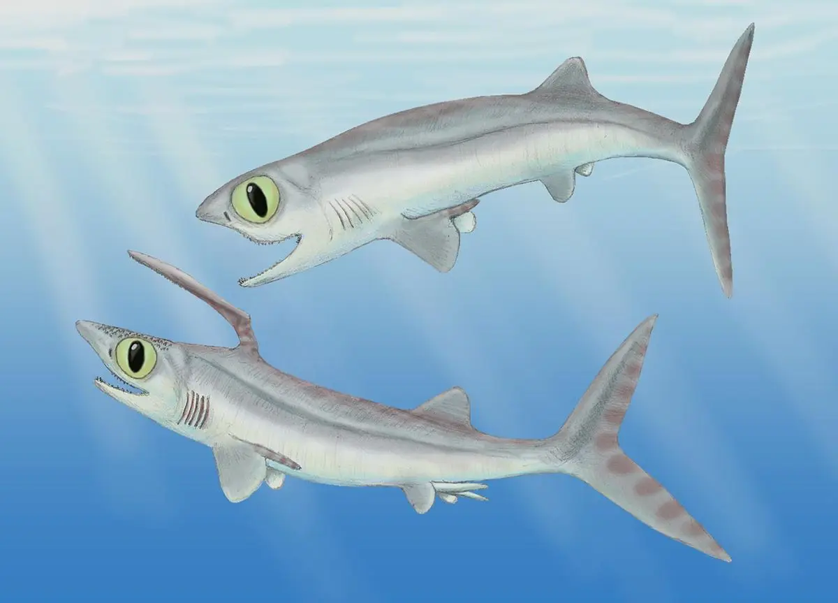 镰吻鲨（Falcatus falcatus）是泥盆纪大灭绝后进化出的新鲨鱼，是体型最小的鲨鱼之一，不过在它之后鲨鱼的体格很快就上升了