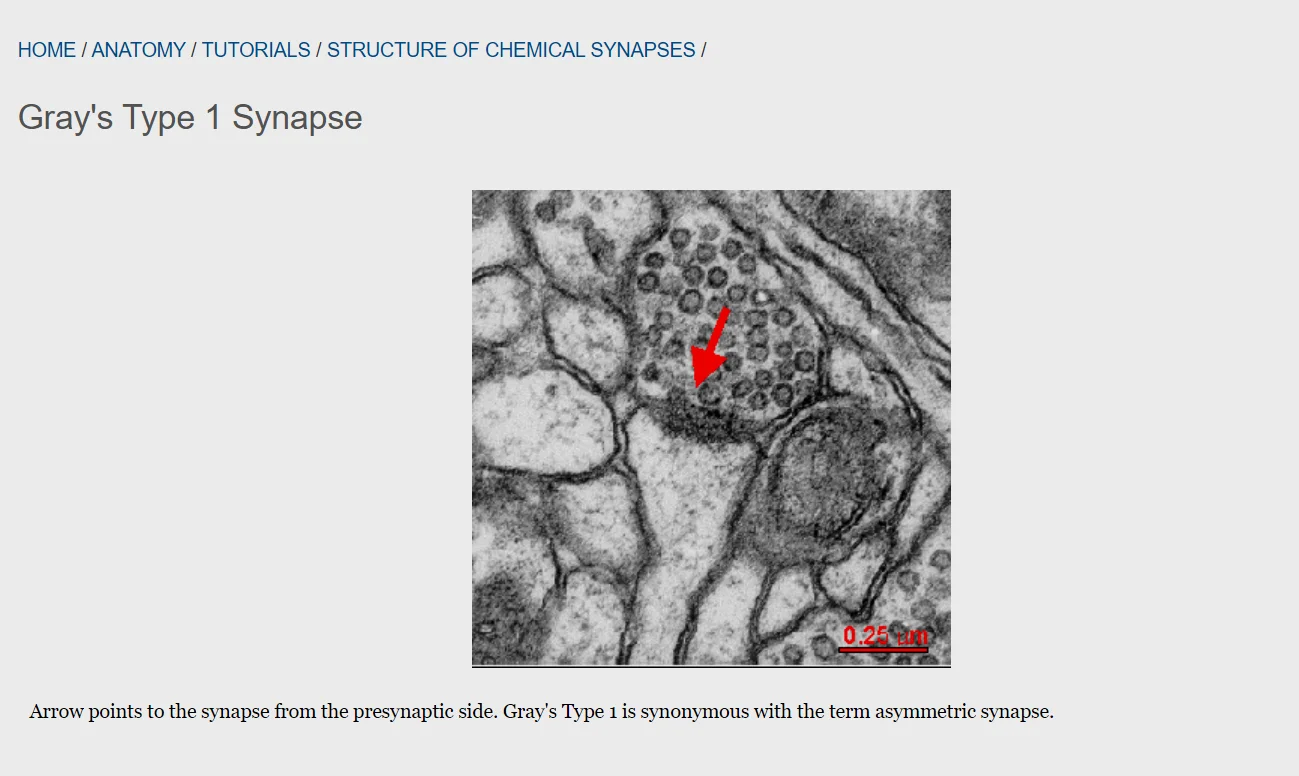 自SynapseWeb：不同的突触类别 Type1