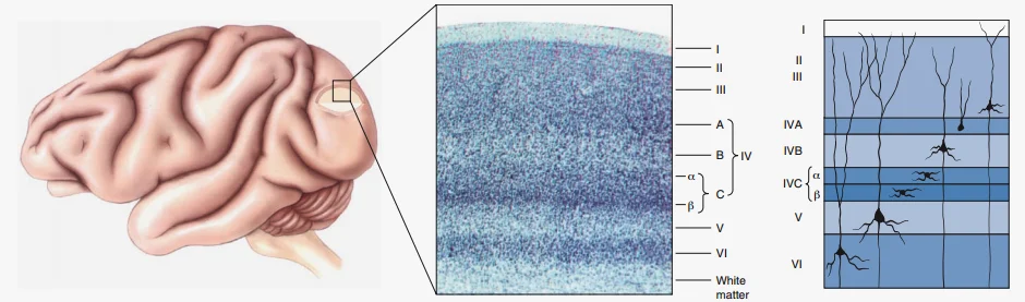 视皮层在微观层面还分为多层，每一层的神经元在形态、功能上都有所不同。图中的脑是猫主子的。