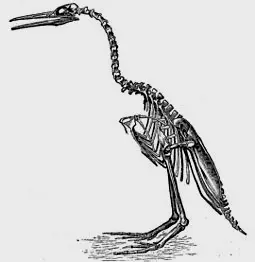 在1873年，马什表示这些化石的发现，模糊了分隔鸟类与爬虫类的界线。然而之后不久，部分挖掘到的化石样本却流到了爱德华·德林克·科普手上，成为引发“化石战争”的导火线。图为马什于1880年所复原的H. regalis骨架，不过实际上黄昏鸟并无法如此直立。