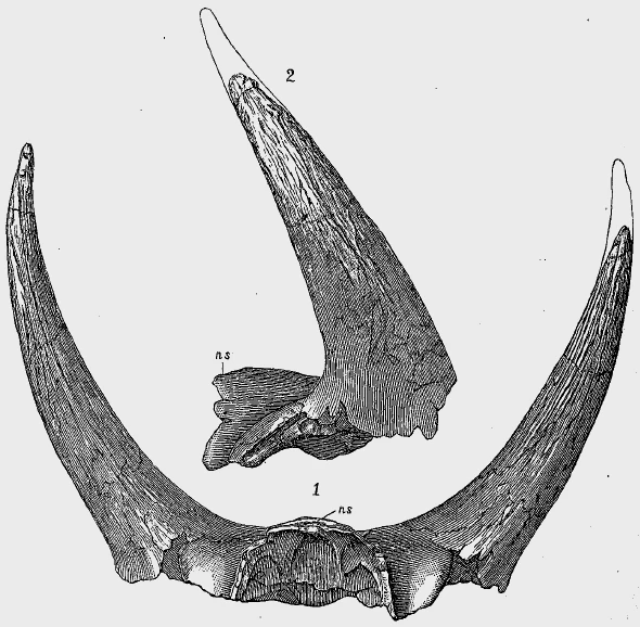 编号specimen YPM 1871E标本的素描图，被命名为长角北美野牛（Bison alticornis），是最早的三角龙标本