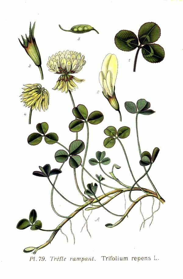 Trifolium repens（白三叶草）（出自Clover的wiki）